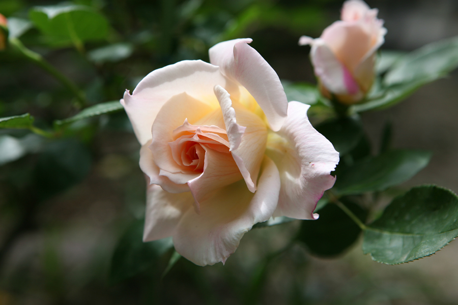 Other Rose Flowers 2：他のバラの花２（スムース・エンジェル）
