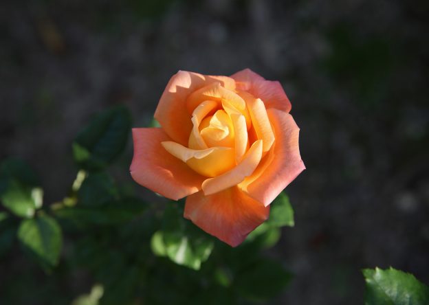 Jan Dormesson ： ジャン・ドルメソン Rose Art