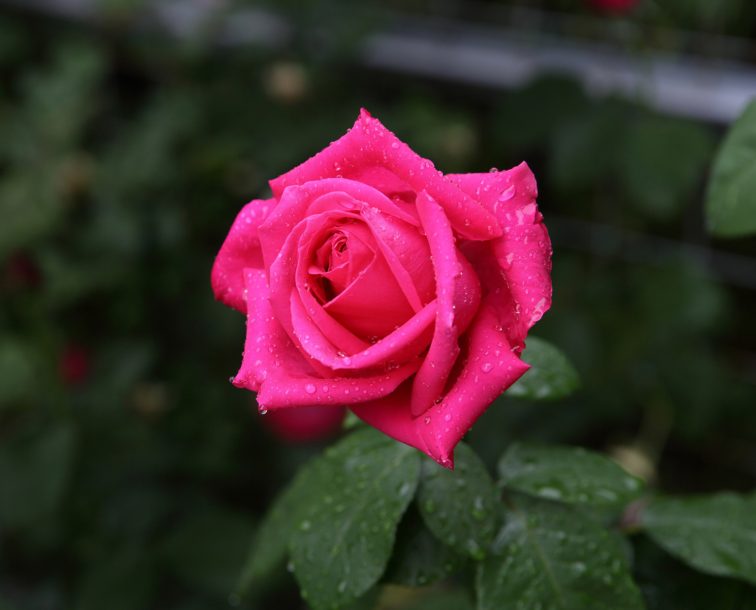 18 19年のバラ ４ マリア カラス 他 Rose Art